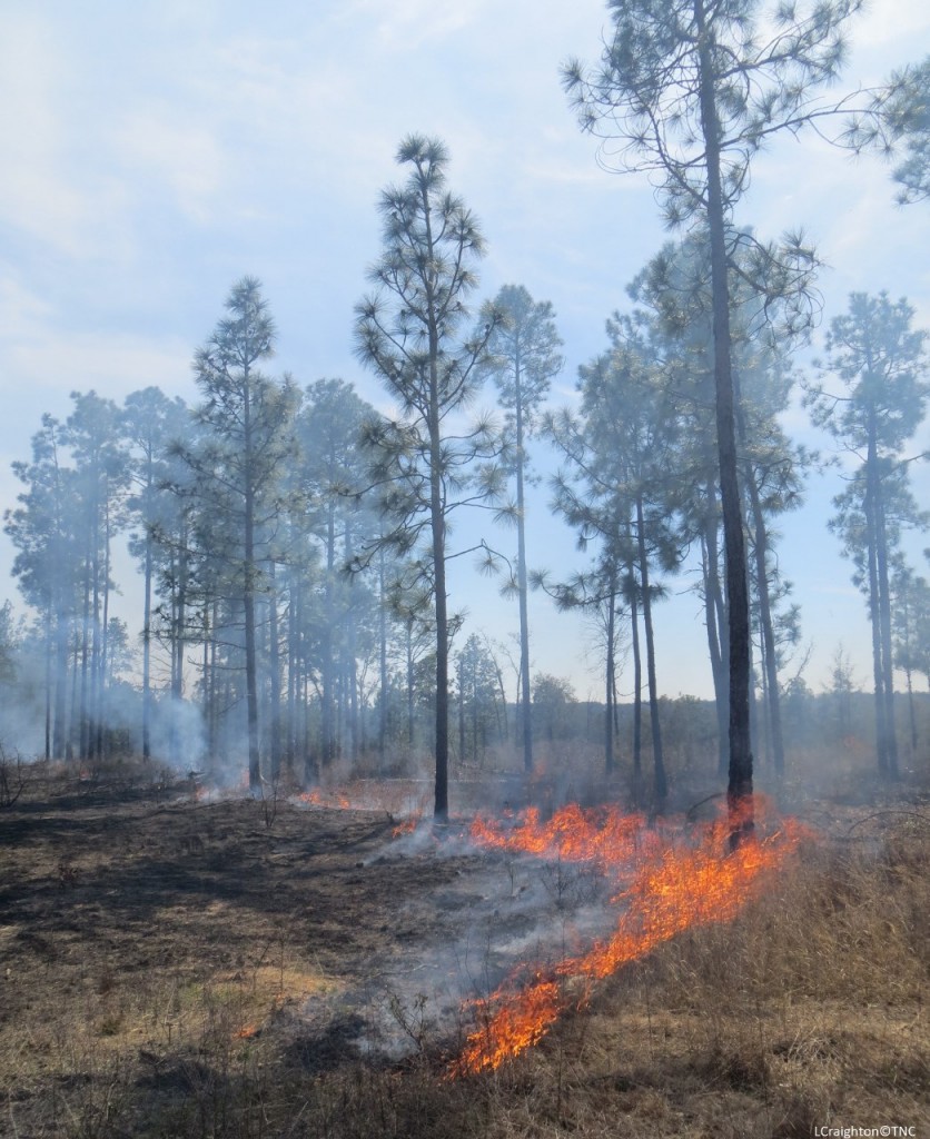 CFLCP Chattahoochee Fall Line Conservation Partnership - Prescribed-fire-in-longleaf-Copy-1045x1280-836x1024-1.jpg
