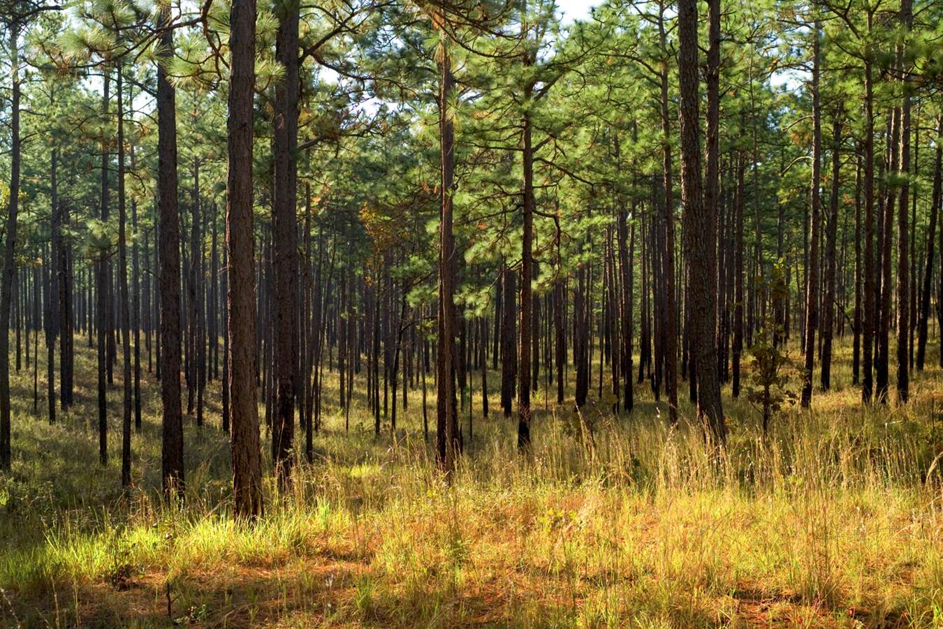 The Majestic Longleaf Pine – yesterday, today, and tomorrow ...